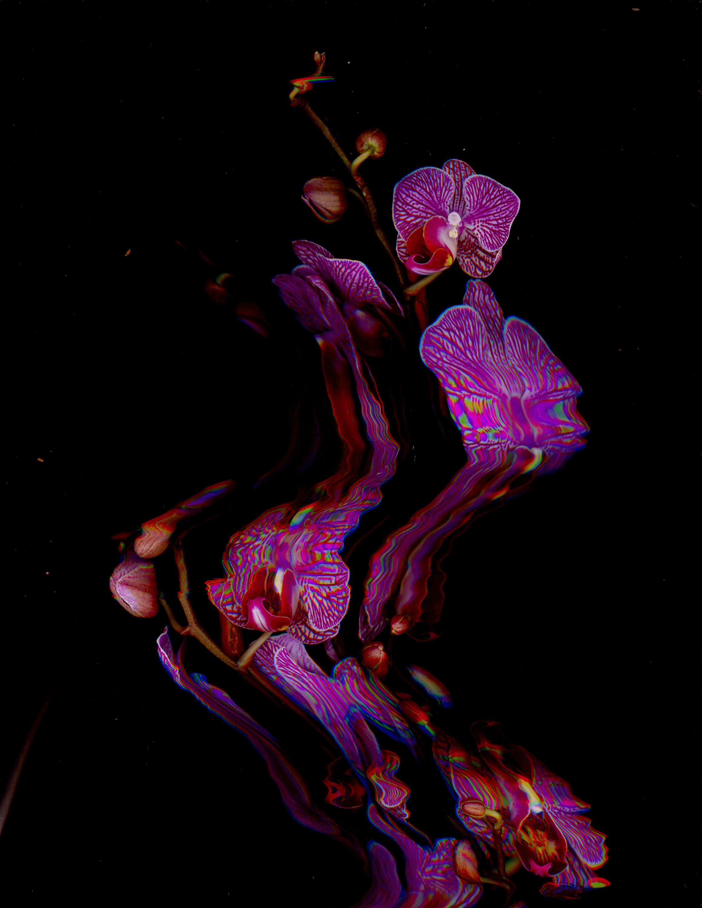 Mystic floral scan